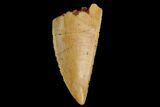 Serrated, Raptor Tooth - Real Dinosaur Tooth #130367-1